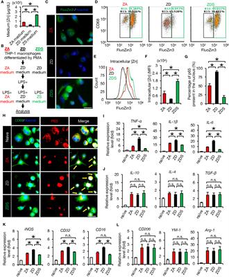 Zinc deficiency impairs axonal regeneration and functional recovery after spinal cord injury by modulating macrophage polarization via NF-κB pathway